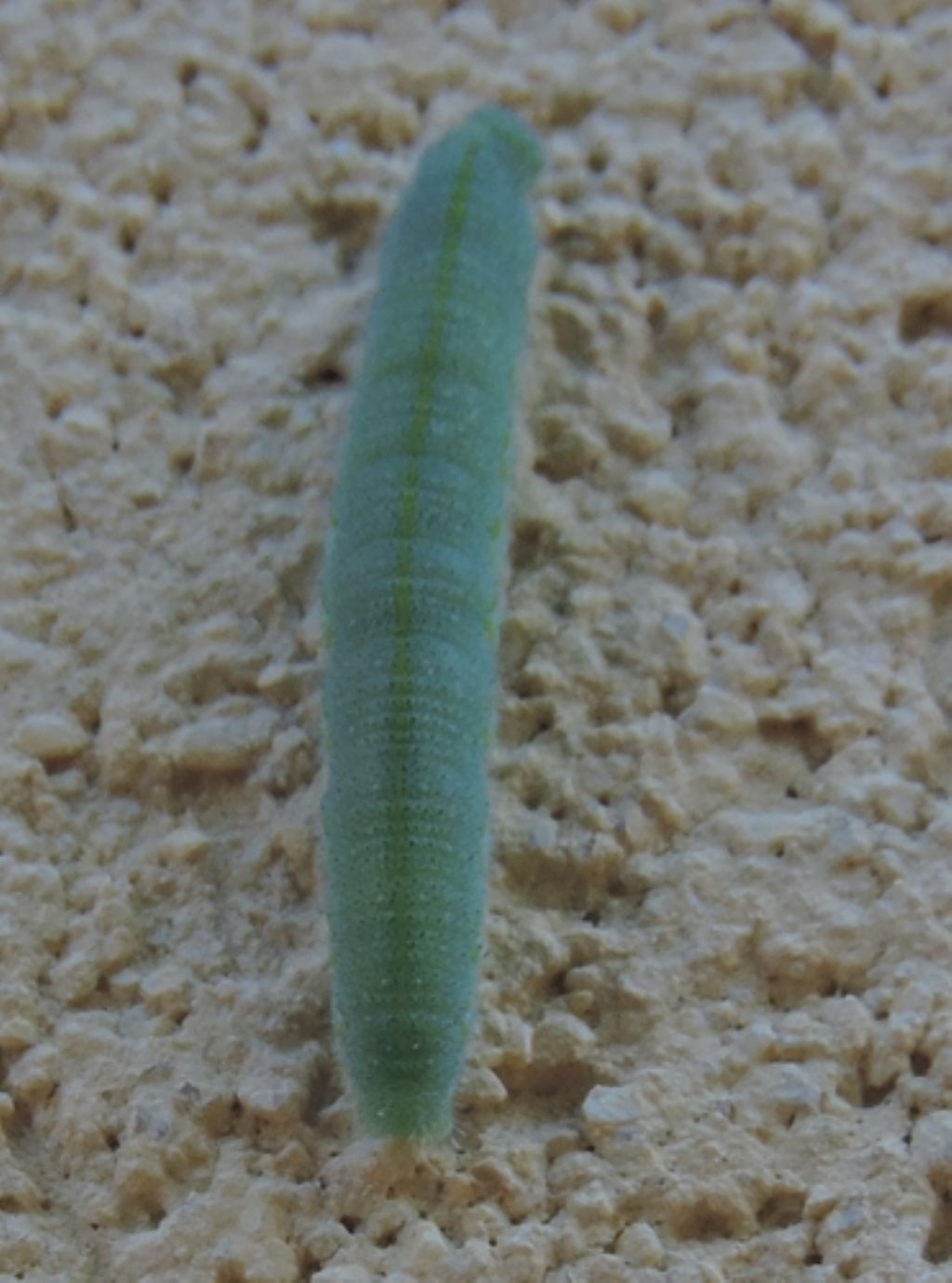 Bruco verde sul muro: Pieris rapae